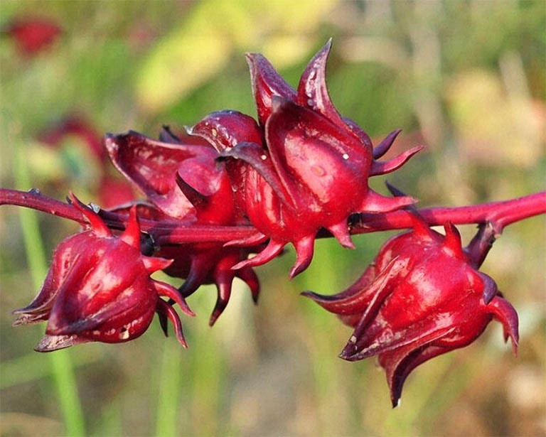 Roselle - Hibiscus Sabdariffa - 50 Seeds 2026 - USA gallery