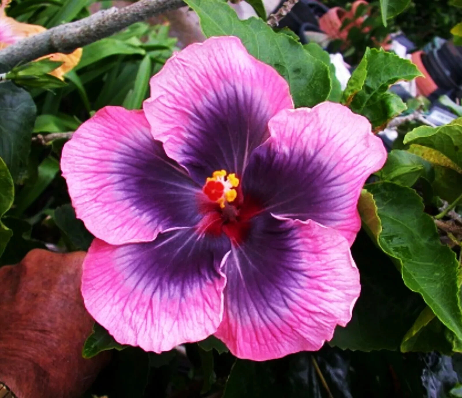 🌺🌺 MADAGASCAR hibiscus MOSCHEUTOS mallow Malvaceae STARTER Live PLANT US ship gallery