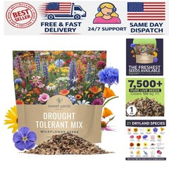 Extra Large Wildflower Seed Mix – Over 21 Species for Colorful Sustainability