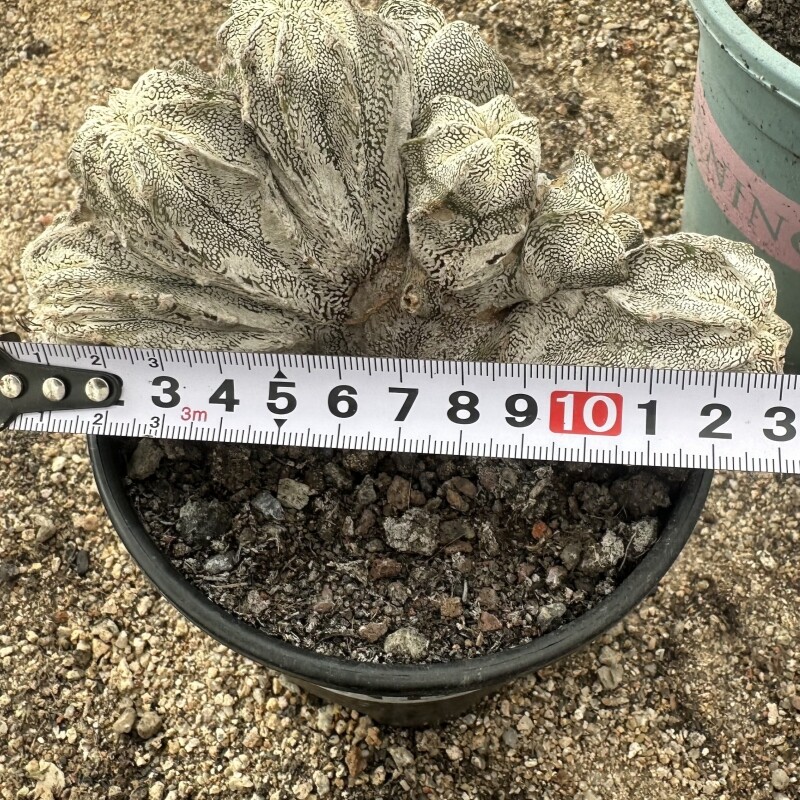 12-13CM Succulent Cactus Plant Astrophytum Myriostigma Onzuka Cristata Cactaceae gallery