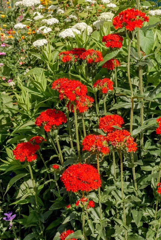 70 RED LYCHNIS Chalcedonica / Rose Campion / Catchfly Flower Seeds *Flat S/H gallery