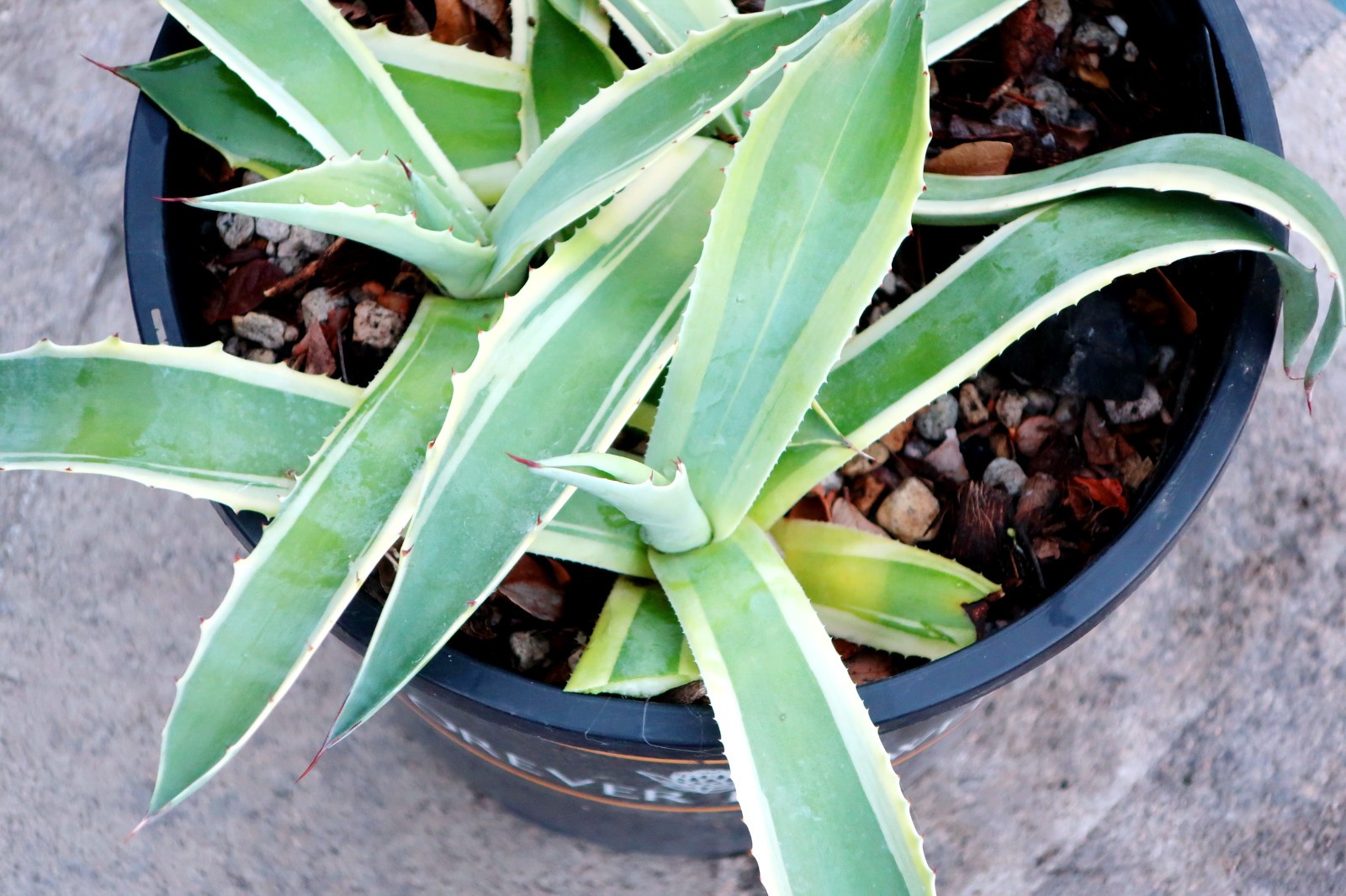 Agave Ovatifolia Variegated 'Orca' Three Piece Set Not Euphorbia Cactus gallery