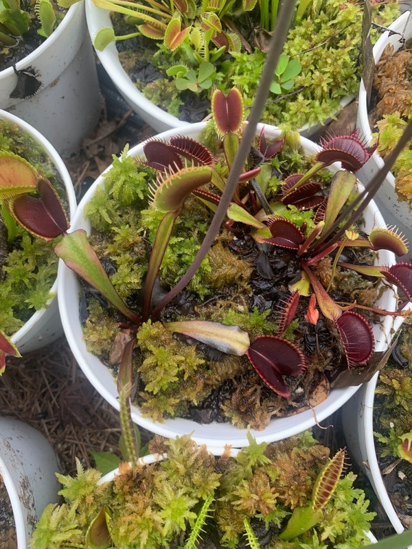 100+ Venus Flytrap seeds + Maxsea plant food gallery