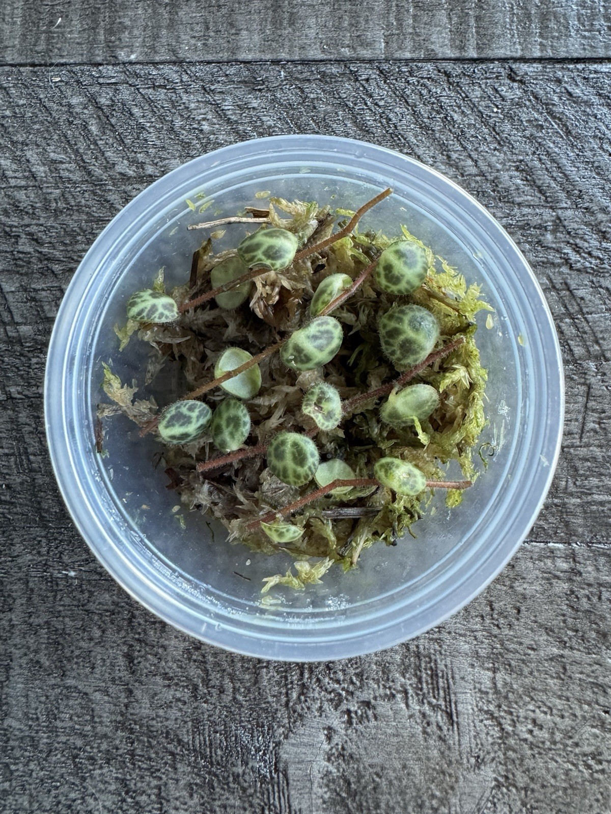 🐢 String Of Turtles - Peperomia Prostrata - Plant Start Propagation Kit gallery