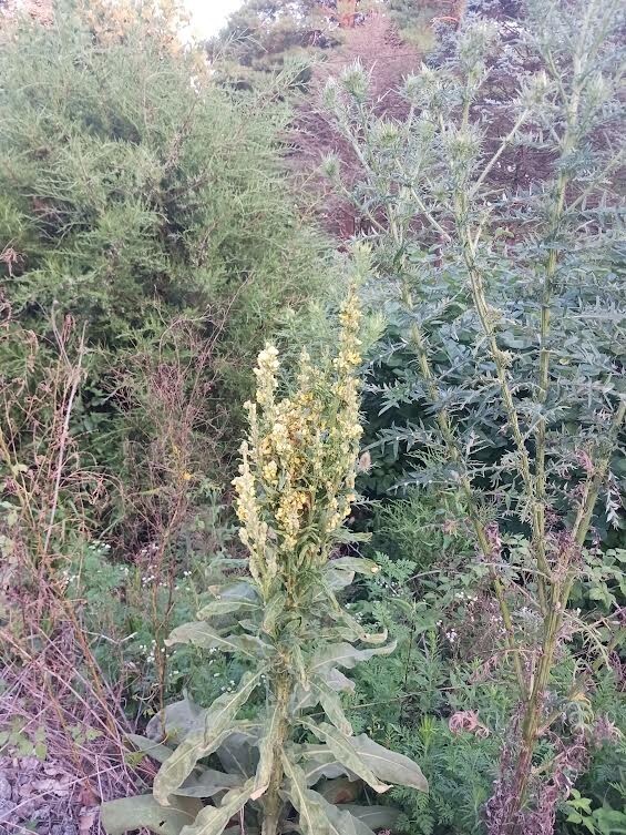 150 Seeds Great Mullein (Verbascum Thapsus) Heirloom - Fresh from 2023 Harvest gallery