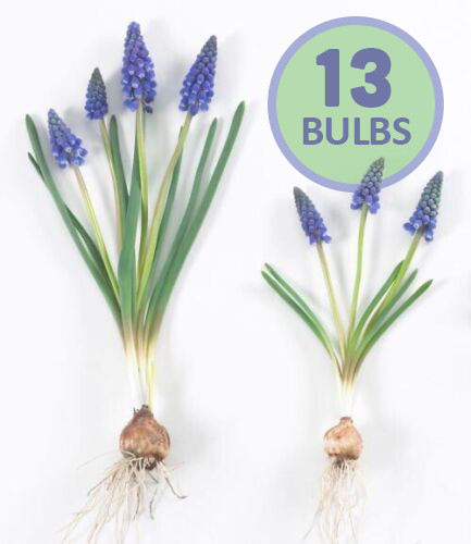 A BAKERS DOZEN - 13 - Blue Grape Hyacinth Bulbs - Ready for Spring Planting! gallery