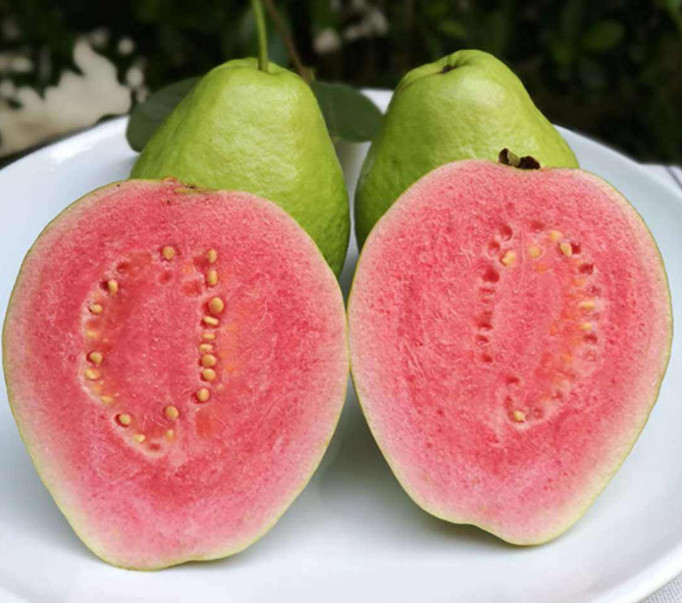 20Pcs seeds Lemon Guava Fruit Tree Seeds psidium Guajava gallery