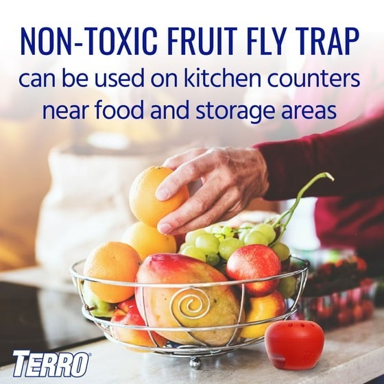 Indoor Fruit Fly Trap, (2-count) , Terro Traps, In Built With Window Sinks... gallery