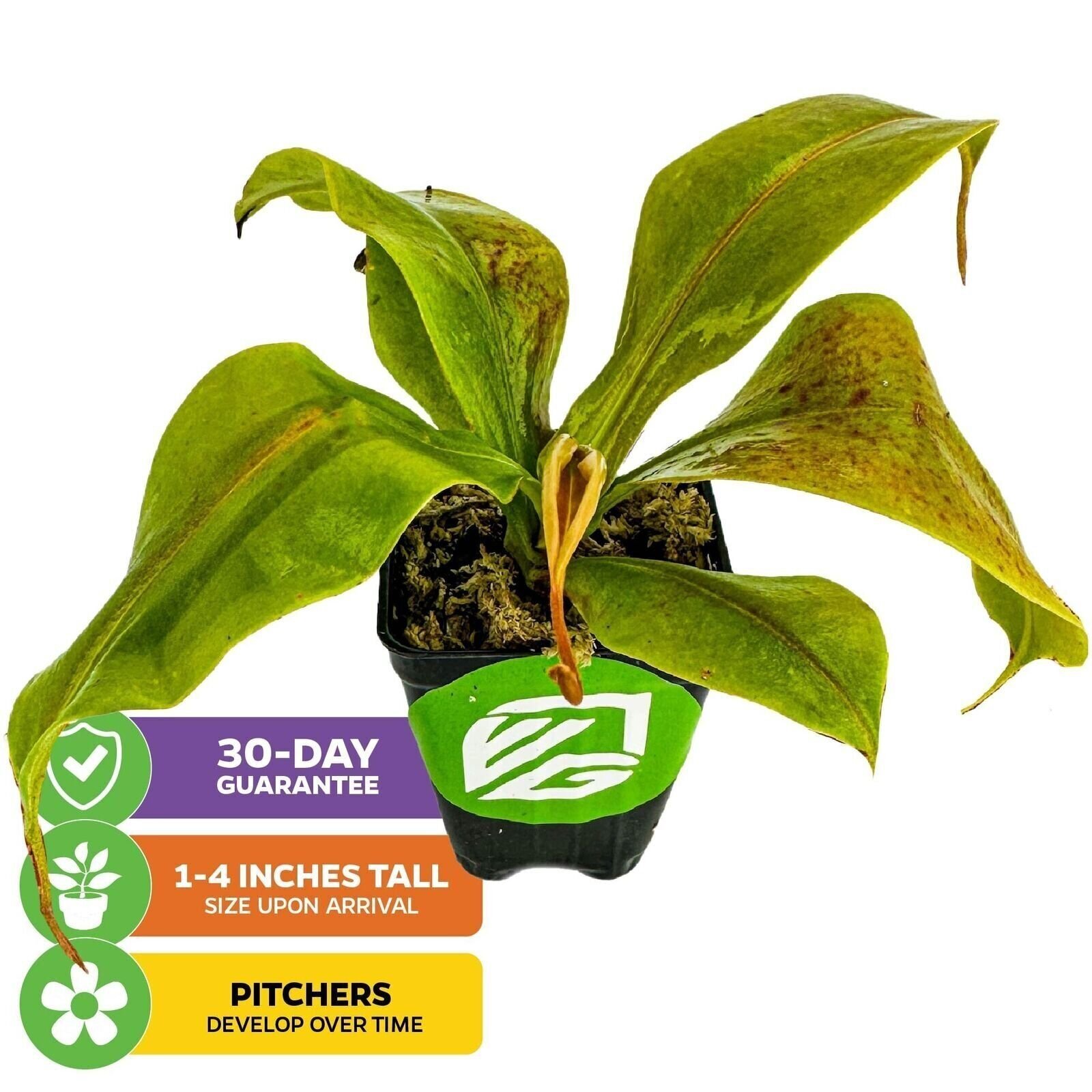 St. Gaya Pitcher Plant Carnivorous - Nepenthes - Live Plant gallery