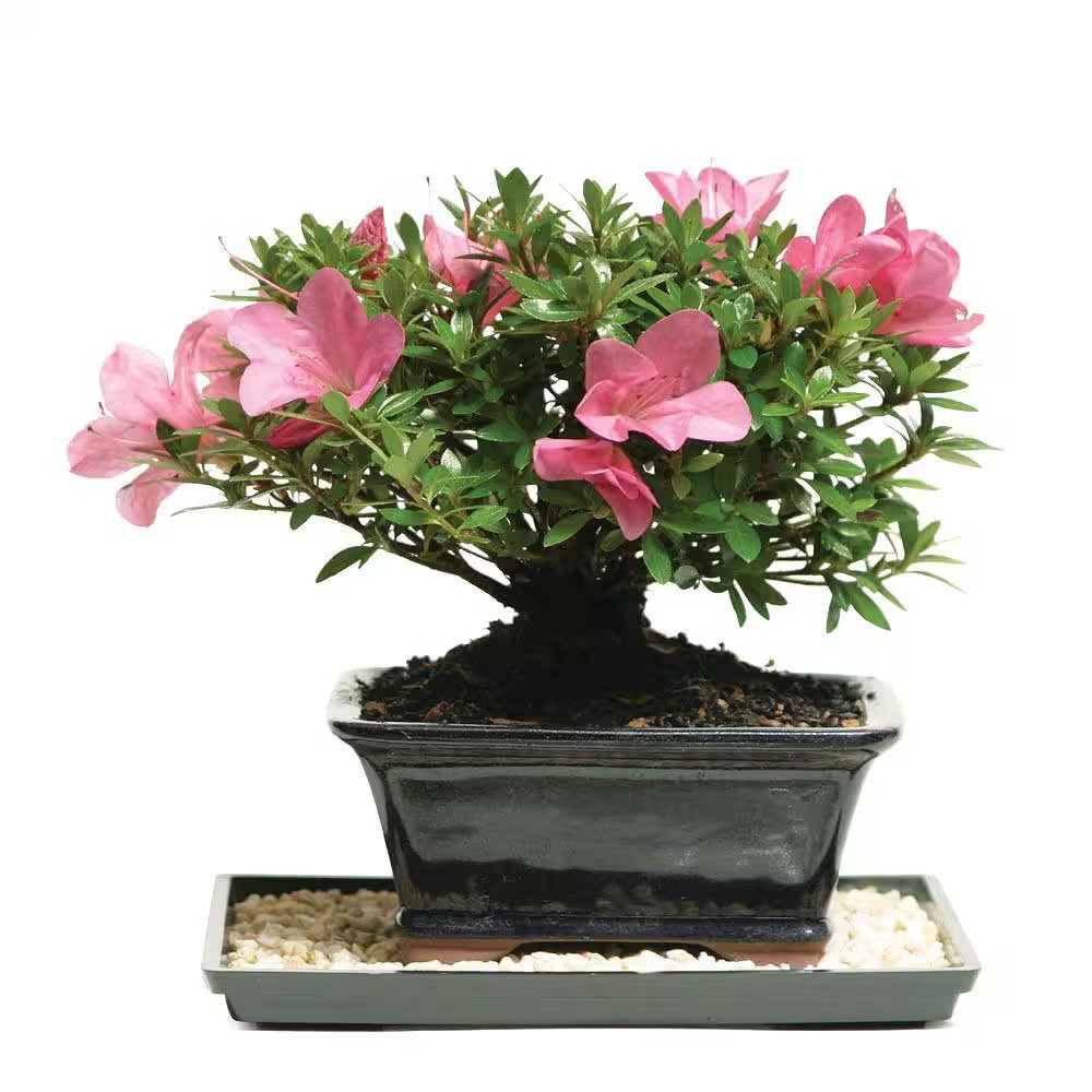 Satsuki Azalea Bonsai Tree Outdoor Plant in Ceramic Bonsai Pot Container, 5-Year gallery