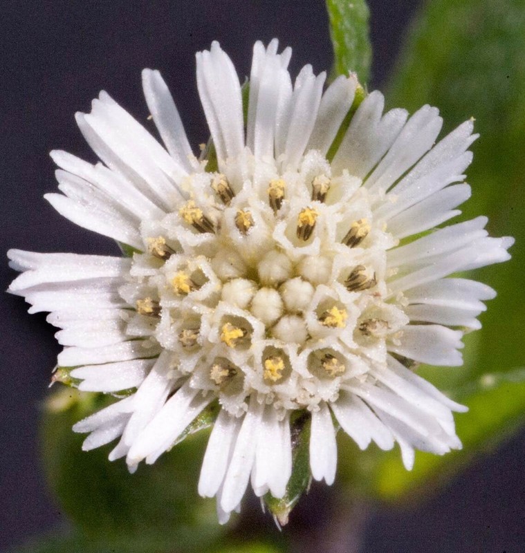 Eclipta prostrata | False Daisy | Yerba de Tago | Bhringraj | 50_Seeds gallery