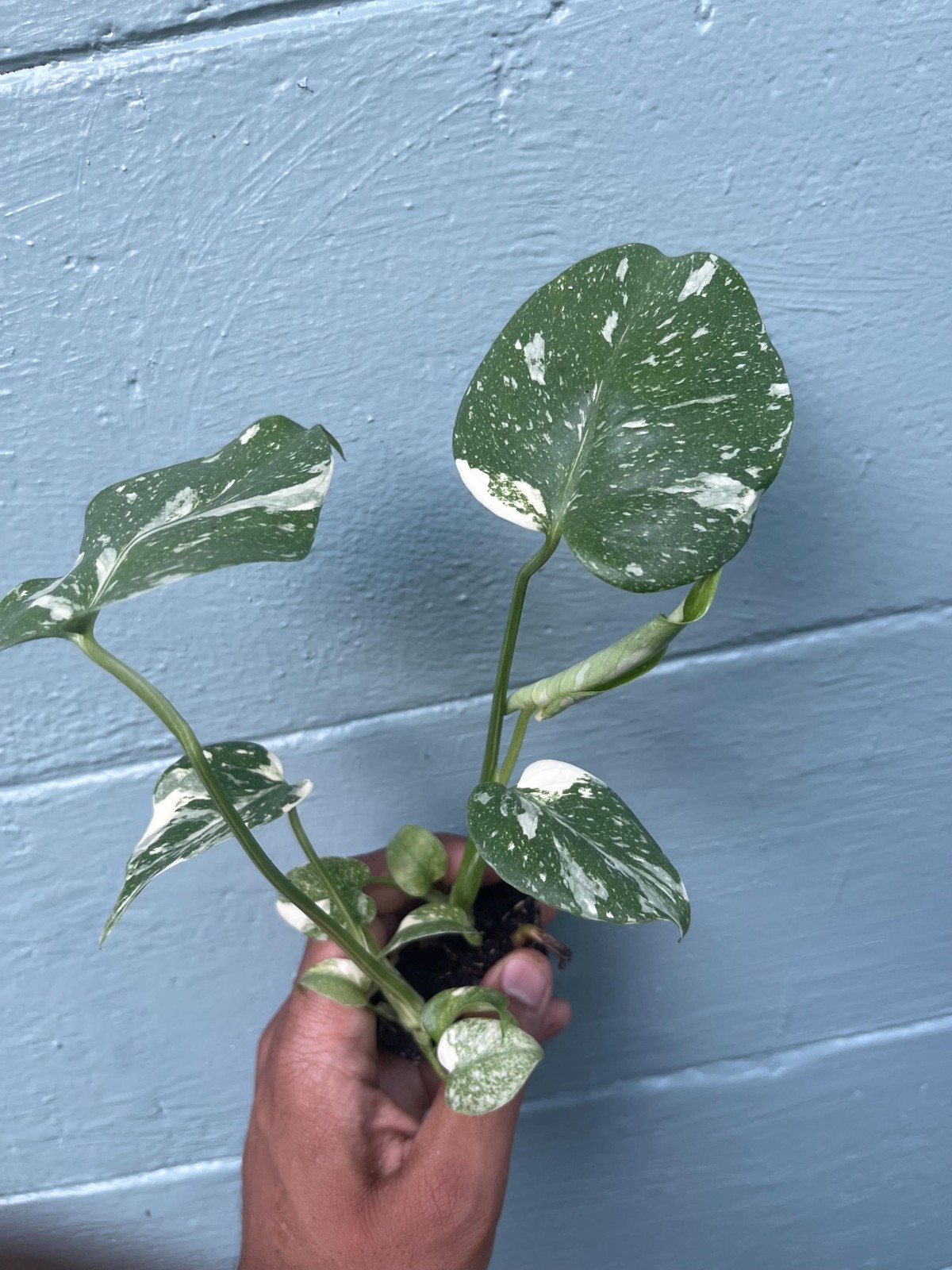 Variegated Monstera Thai Constellation Rare Live Indoor Tropical Houseplant gallery