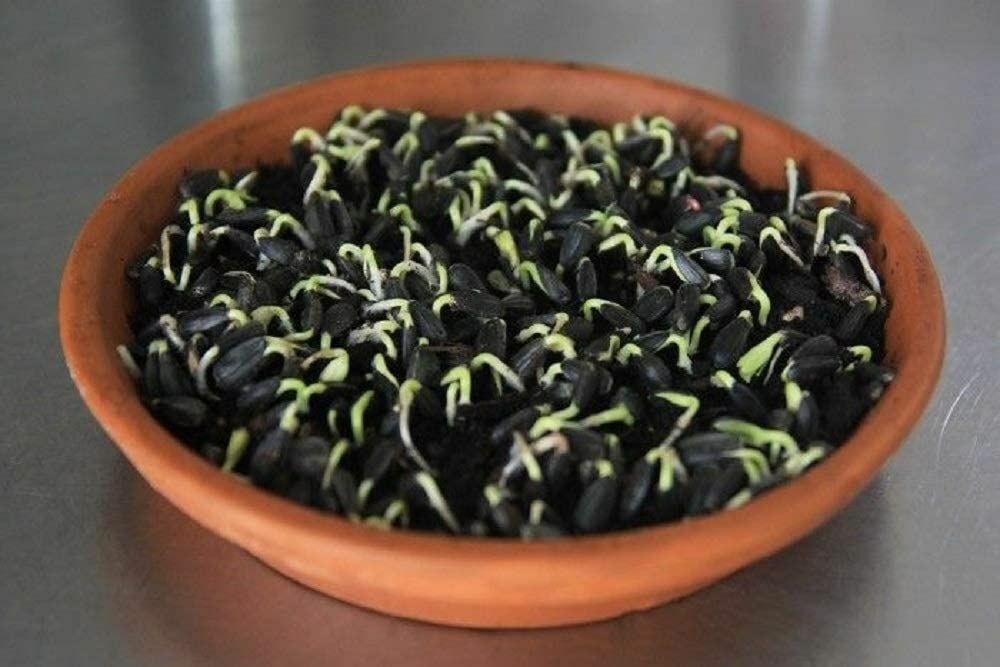 Sunflower Seeds for Sprouting Microgreens, COOL BEANS N SPROUTS gallery
