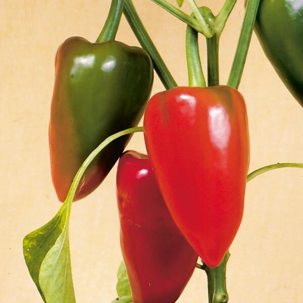 Pimento Pepper Seeds | Heirloom / Non-GMO | Free Shipping | Seed Store | 1019 gallery