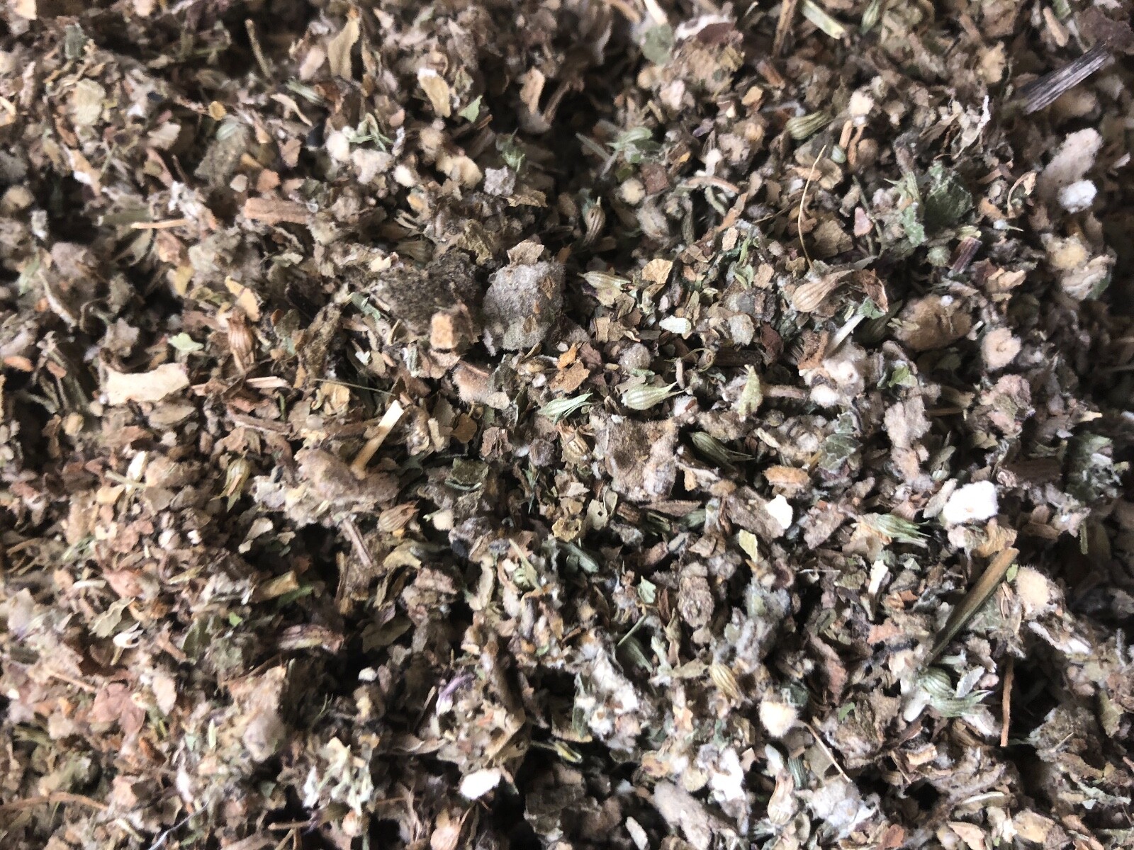 Osha Root Lobelia Mullein Coltsfoot Catnip Raspberry Leaf Spearmint No.23 Blend gallery
