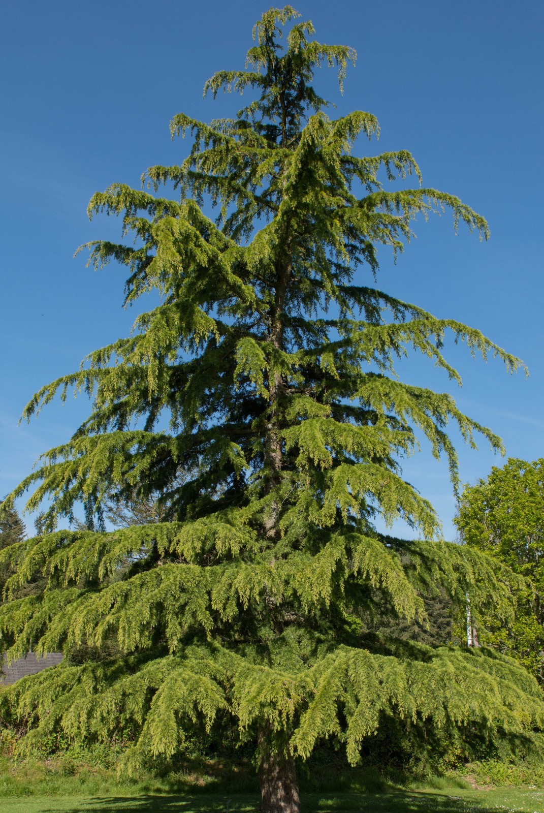 Cedrus deodara (deodar cedar, Himalayan cedar) - 6-12 inch potted seedlings gallery