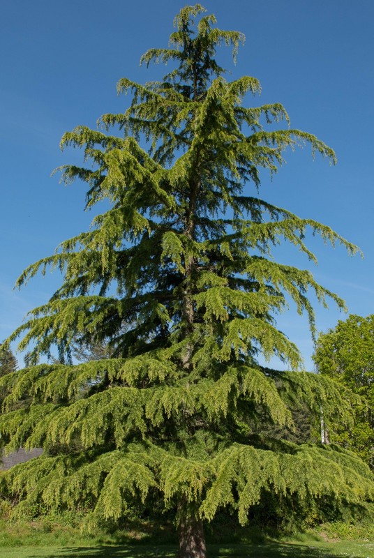 Cedrus deodara (deodar cedar, Himalayan cedar) - 6-12 inch potted seedlings gallery