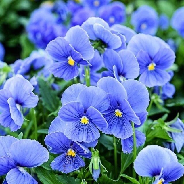 Blue Garden Violet (Viola Papilionacea) | Bare-roots gallery