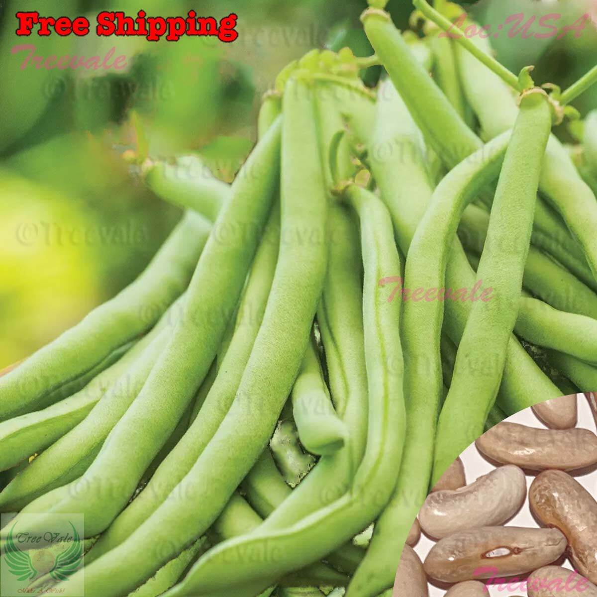 Contender Bush Bean SEEDS | Vegetable Seeds gallery