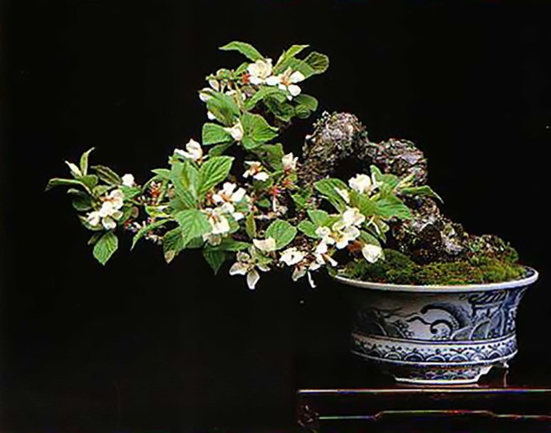 Nanking Cherry, Prunus tomentosa, Shrub Seeds (Edible, Hardy, Fast) gallery