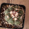 D6066 ECHINOCACTUS HORIZONTHALONIUS RS 1038 CHARCAS pot8-H5-W6,5 cm MaMa Cact gallery