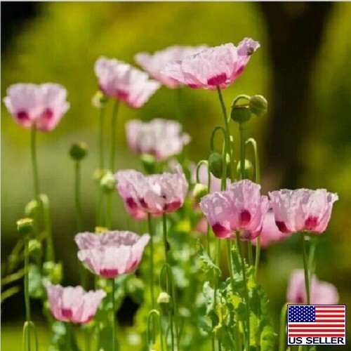 Untreated, Organic Turkish Papever Somniferum Poppy Seeds 20,000+ For Planting gallery