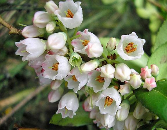 Vaccinium membranaceum | Thinleaf Huckleberry | 20 Seeds gallery