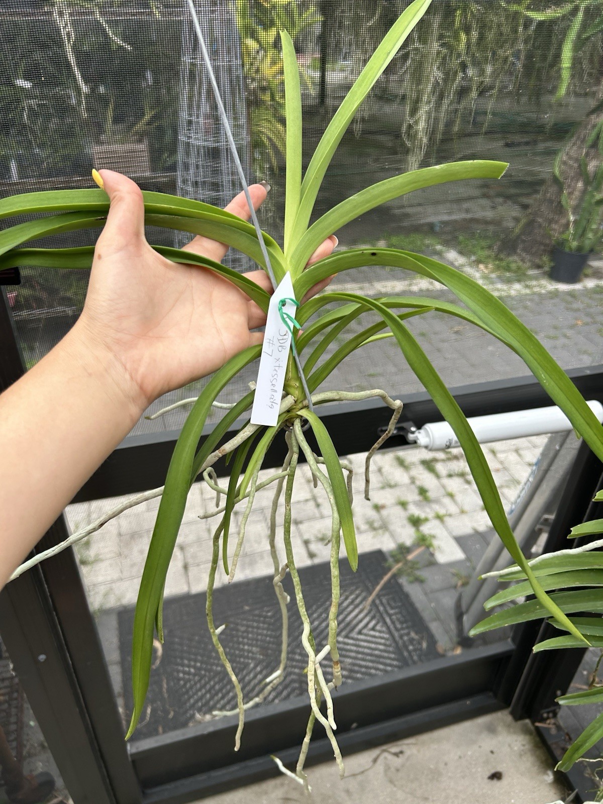 Vanda JDB X Tessellata Orchid Fragrant Has Keiki gallery