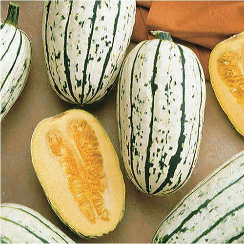 Delicata Squash Seeds | Heirloom / Non-GMO | Free Shipping | Seed Store | 1120 gallery