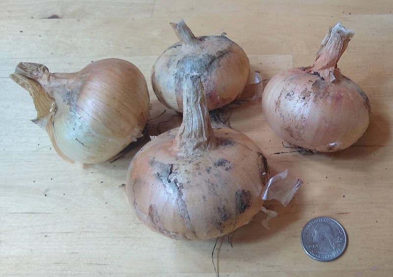 Potato Onion seeds ~ Open Pollinated Heirloom Multiplier Onions gallery