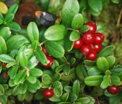 LINGONBERRY Vaccinium Vitis-idaea - 250 Bulk Seeds gallery