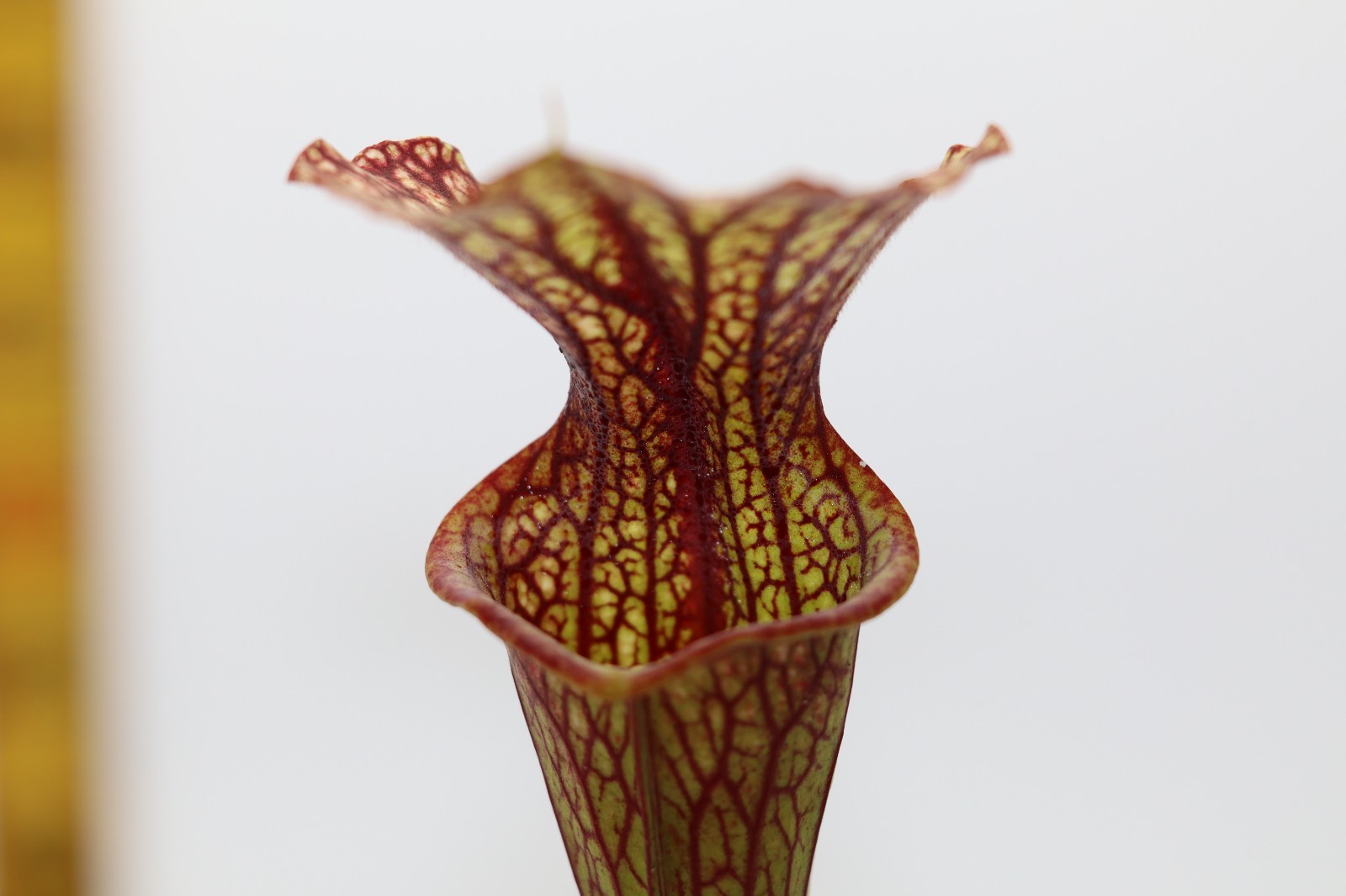 Sarracenia - Unknown - From Brooks Garcia gallery