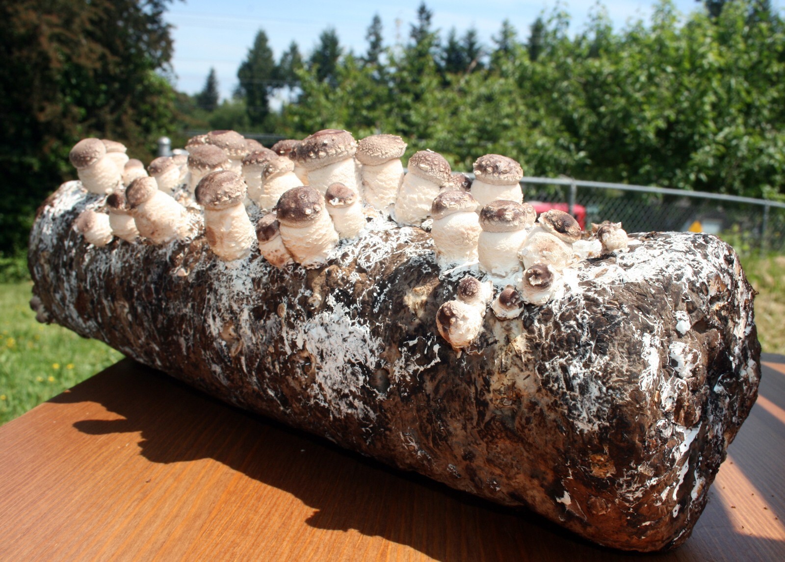 Root Mushroom Farm/Shiitake Mushroom Grow Kit/ Harvest in 10 Days gallery