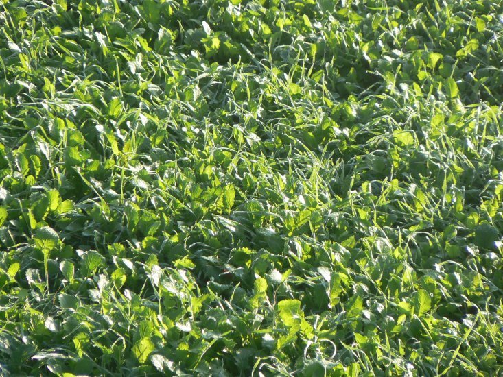 Appin Turnip Seed gallery
