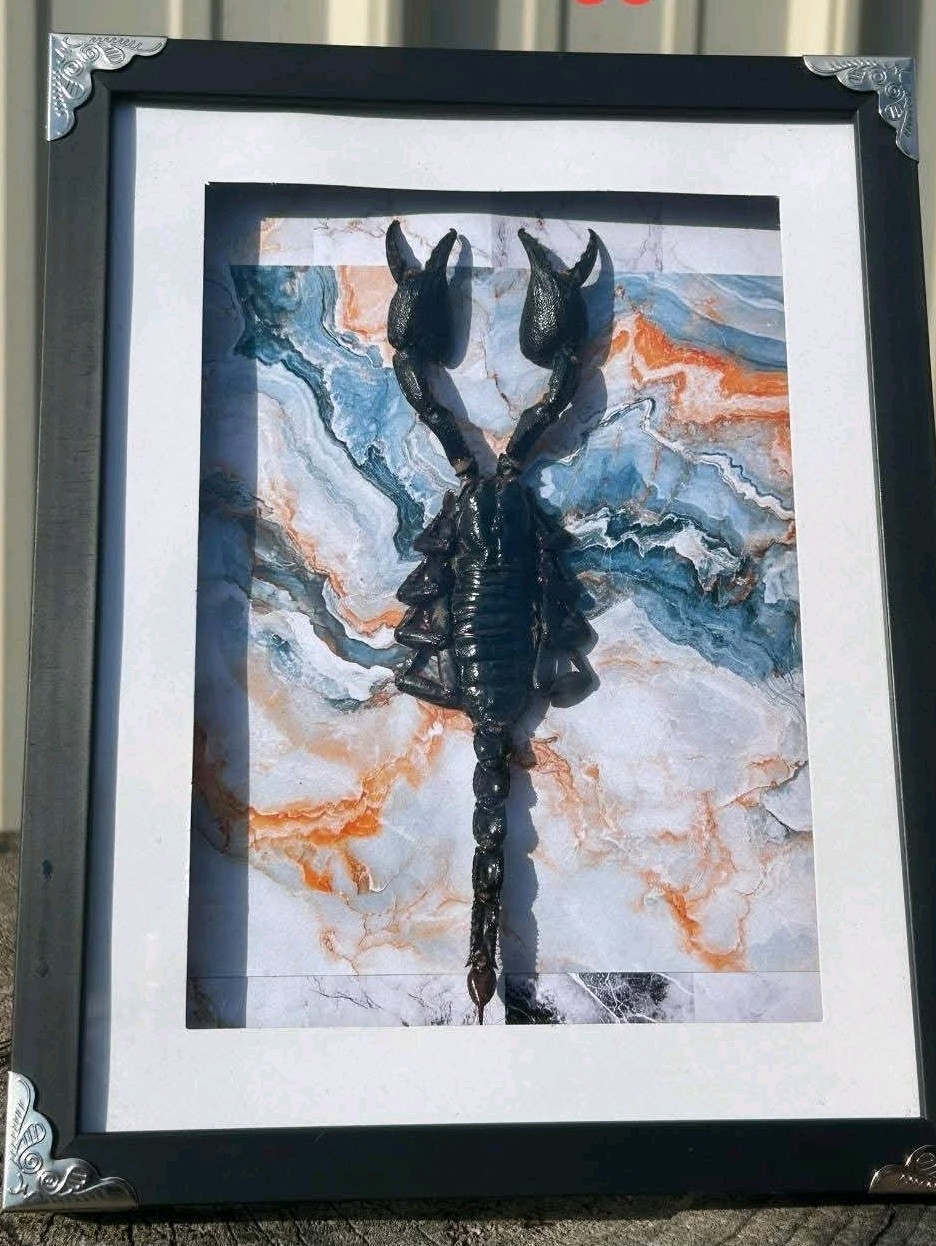 Scorpion Shadowbox Framed Picture Wall Art Home Decor gallery