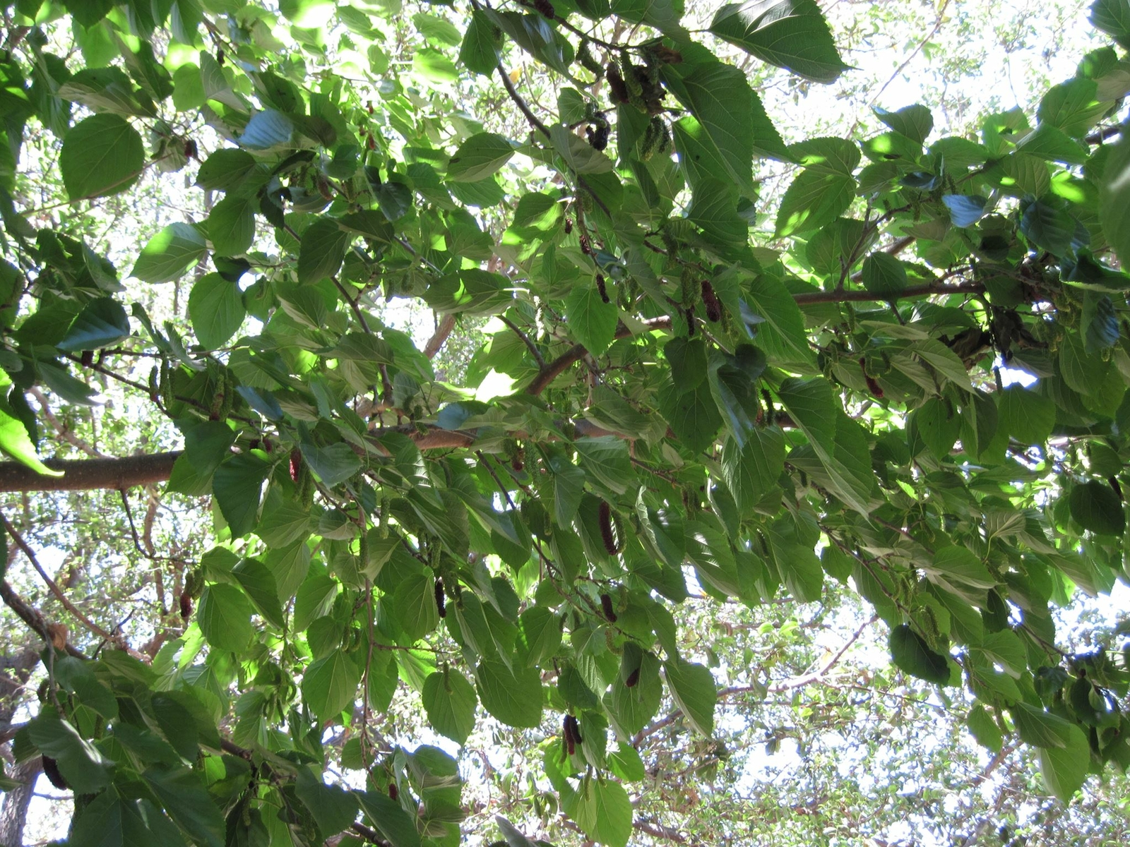 Mulberry Tree - 'Illinois Everbearing' - Live Plant, Excellent Fruit gallery