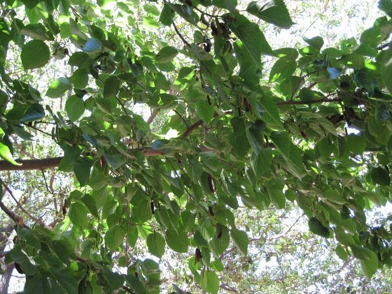 Mulberry Tree - 'Dwarf Everbearing' - Morus nigra live plant edible fruit gallery