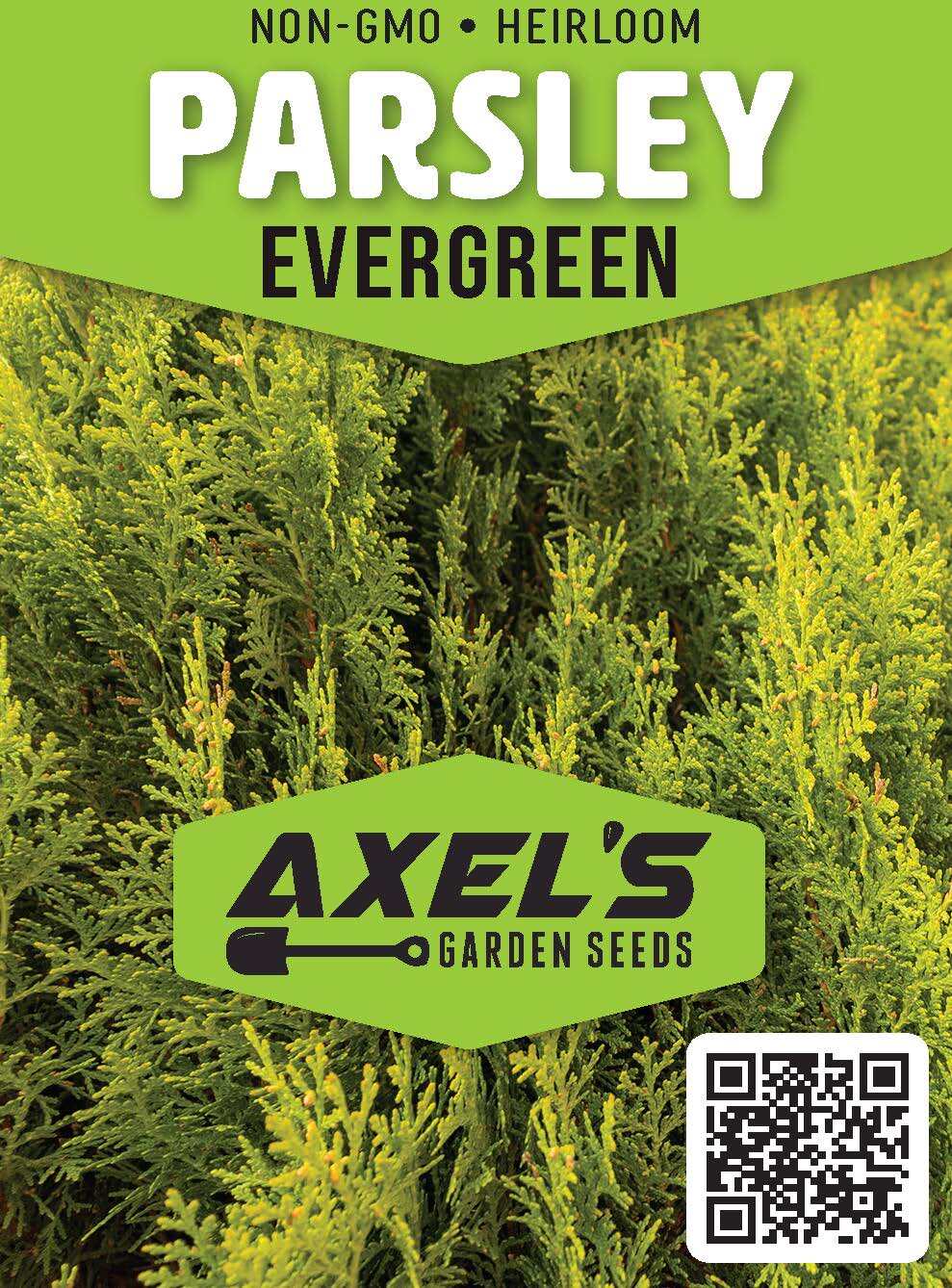 Evergreen Parsley Seeds | Heirloom | Non-GMO | Fresh Garden Seeds gallery