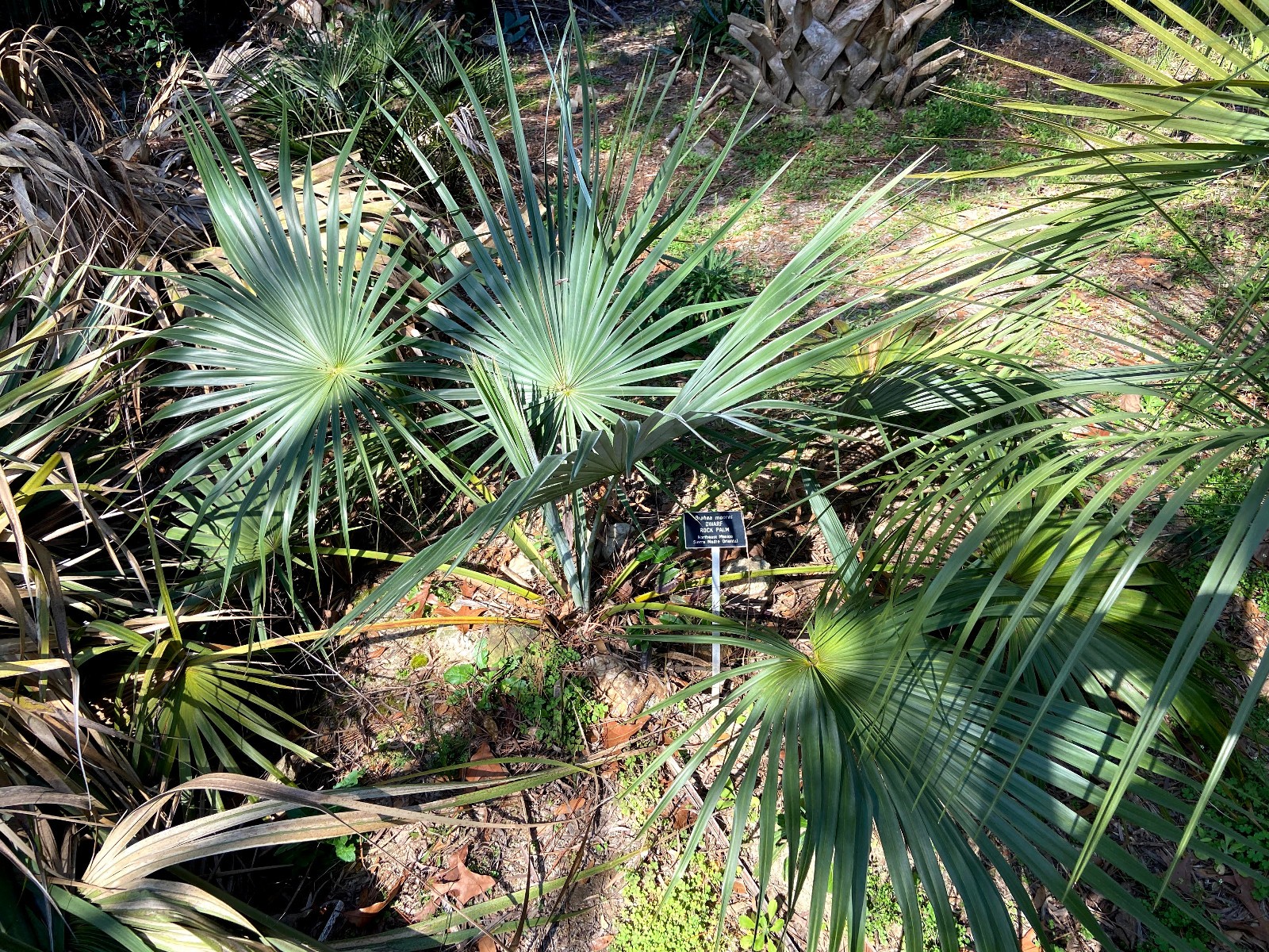 Brahea moorei Seeds! Dwarf Rock Palm Cold Hardy!!! gallery
