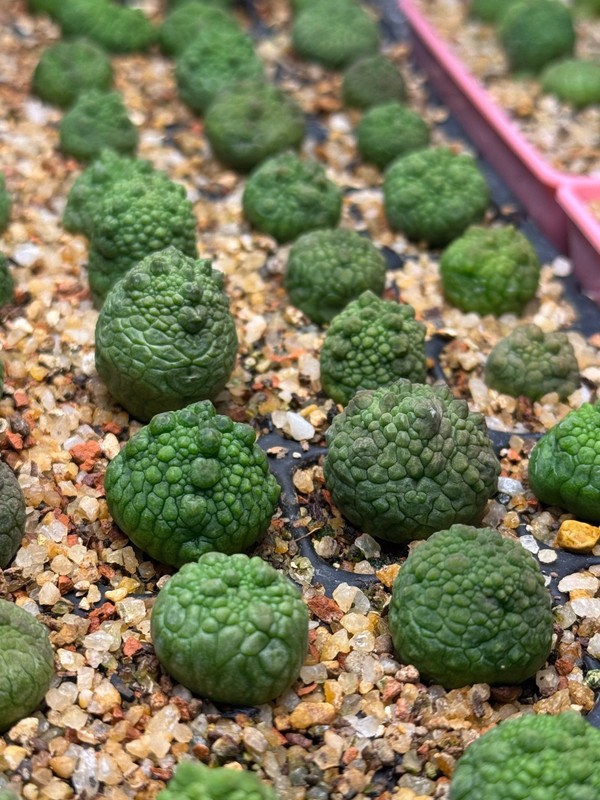 Pseudolithops eylensis Seedling Rare Succulent Live Plant 1” Seed Grown USA gallery