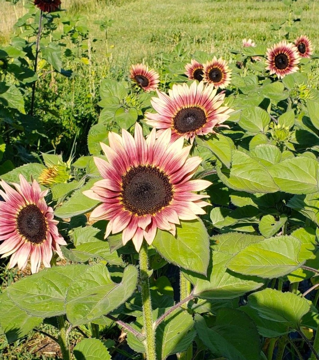 ProCut Plum Sunflower Totally Unique Color 10 Seeds Free Shipping! gallery