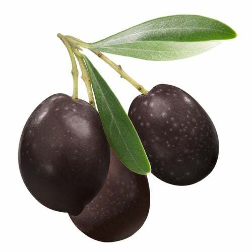 Olive Tree Seeds for Planting | 25 Seeds | Olea europaea gallery