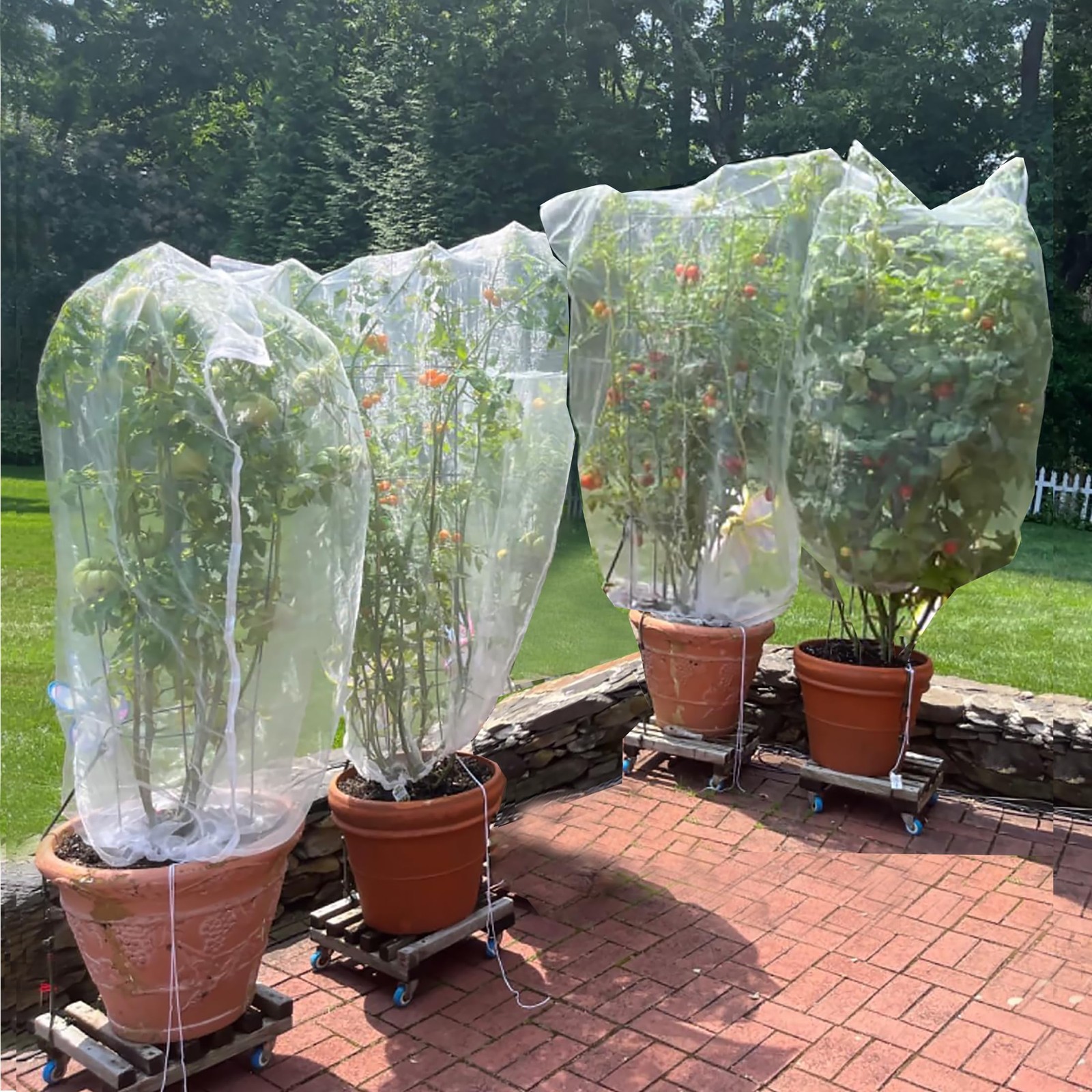 Drawstring Blueberry Netting for Bushes (4 Pack 3.28×2.62FT) - Easy Install R... gallery