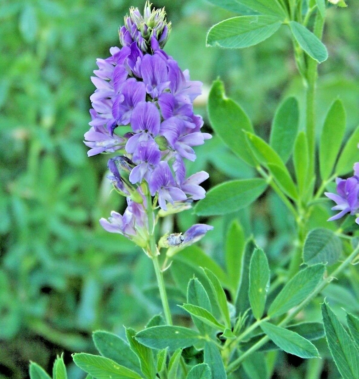 ALFALFA 150 SEEDS SPRING GARDEN MICROGREENS COVER CROP GREENS JUICING HEIRLOOM gallery