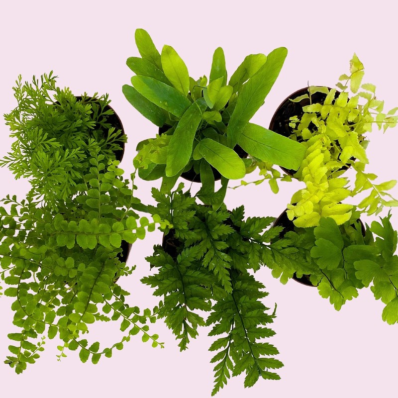 Fern Variety Assortment, 6 Different Fern Plants, in 2 inch pots, Super Cute, Be gallery