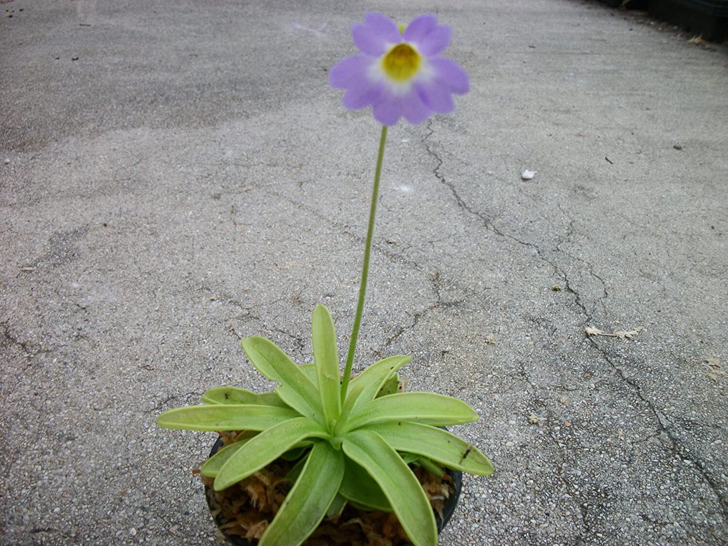 Carnivorous Primrose Butterwort (Pinguicula Primuliflora) Plant 3 inch Pot gallery