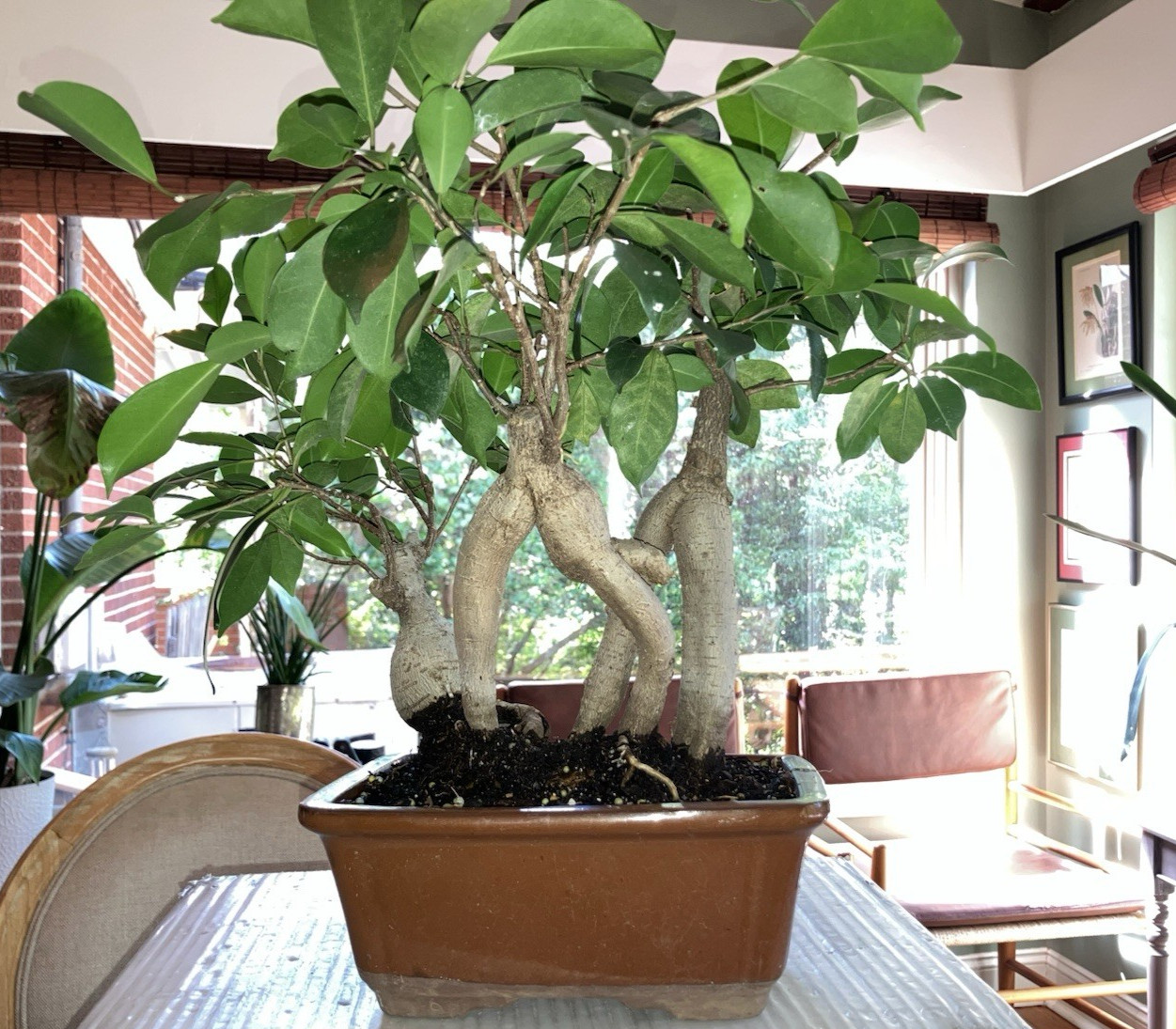 Bonsai Ginseng Ficus Microcarpa Forest 3 Plants Indoor/Outdoor gallery