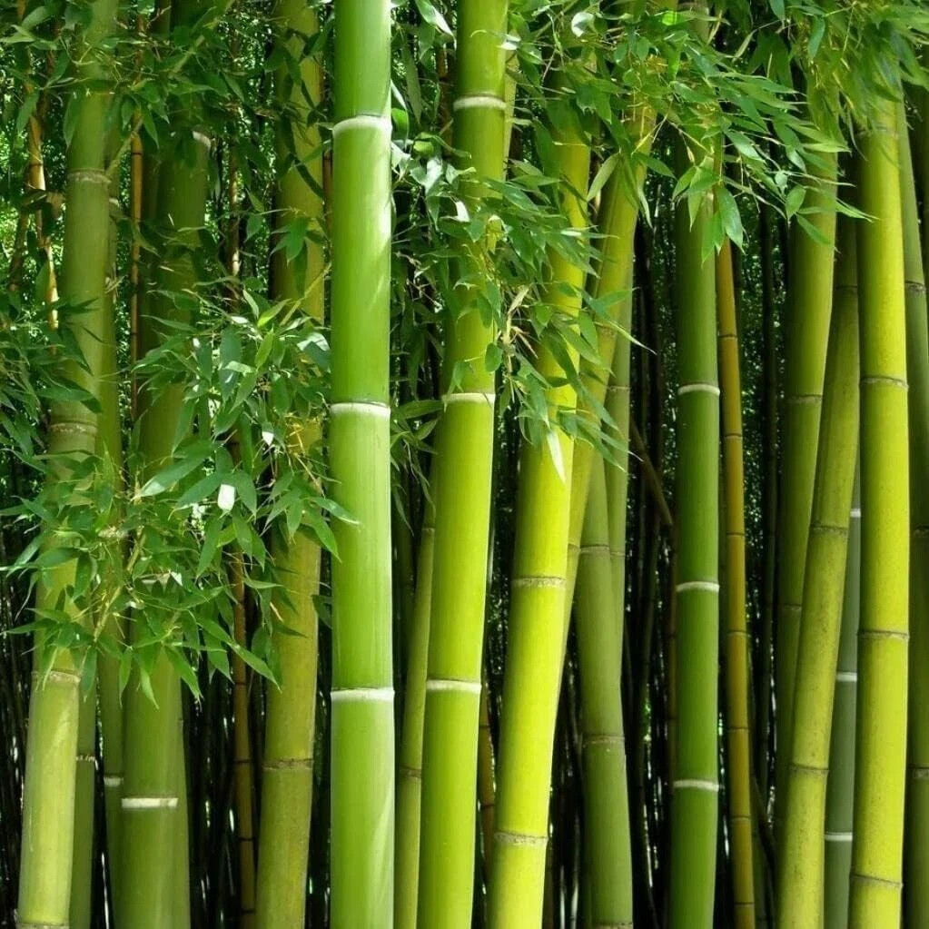 Giant Green Bamboo Seeds for Planting - 100 Bamboo Seeds Fast Growing gallery