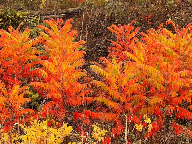 1 Flameleaf Sumac 12-24" Tall Bare Root Rhus copallinum gallery