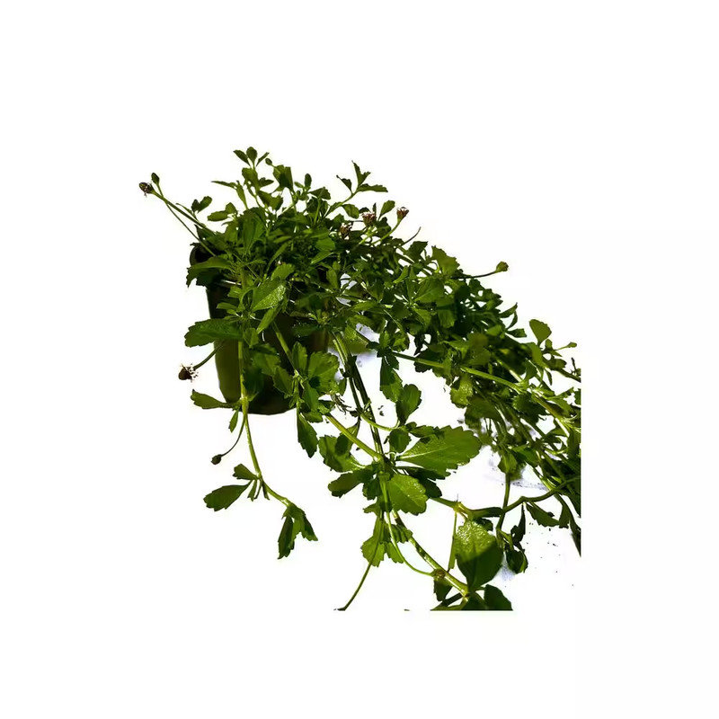 Turkey Tangle Frogfruit Spreading Plant (3-Pack) gallery
